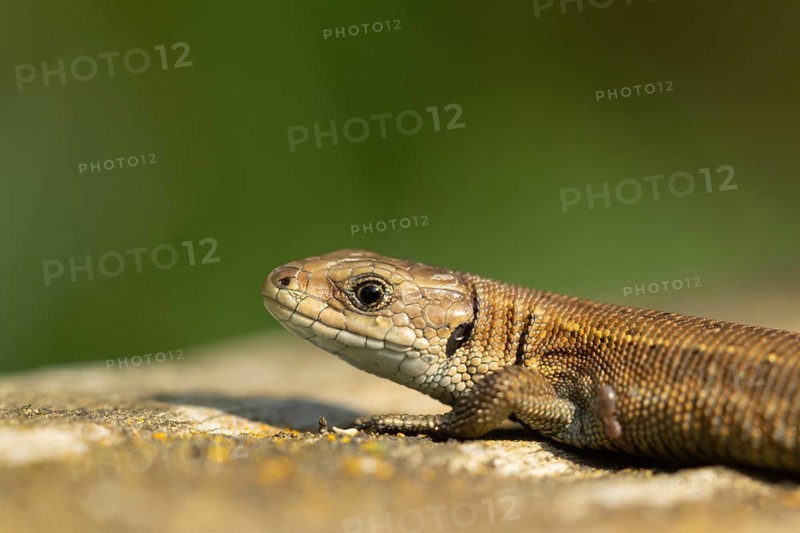 Common lizard (Zootoca vivipara) adult reptile basking on a wooden sleeper, England, United Kingdom, Europe