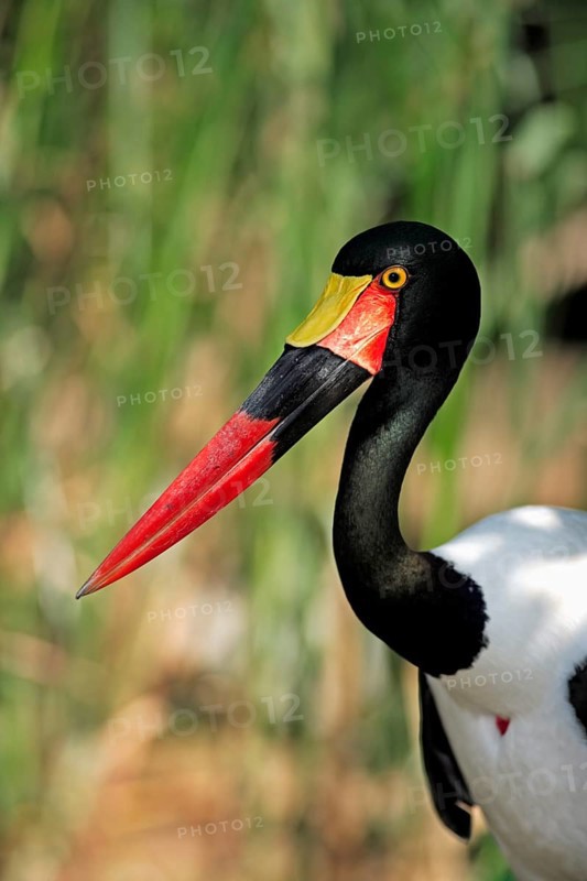 Saddle-billed stork (Ephippiorhynchus senegalensis), adult, portrait, South Africa, Africa