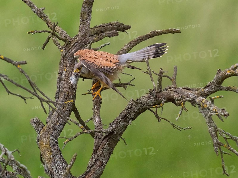 A kestrel perched on a twisted branch with prey in its talons, partially crouched, defending its prey from intruder, Common Kestrel (Falco tinnunculus), male, Hesse, Germany, Europe
