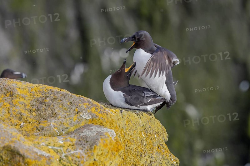 Razorbill (Alca torda), copulation, Latrabjarg, Westfjords, Iceland, Europe