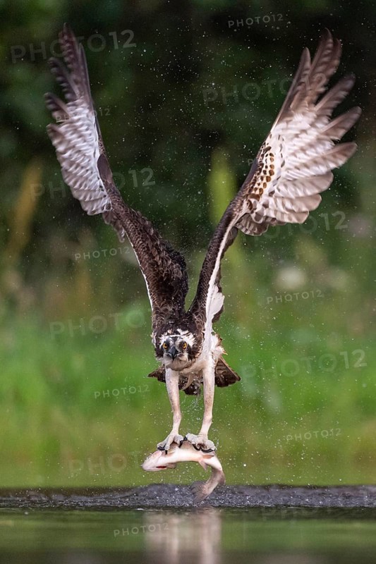 Western osprey (Pandion haliaetus) hunting, Aviemore, Scotland, Great Britain