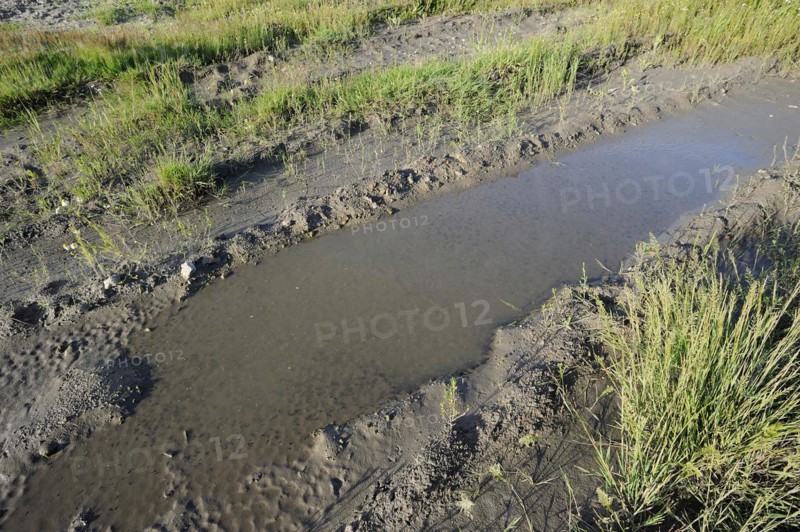Natterjack toad (Epidalea calamita, Bufo calamita), tadpoles in a puddle, North Rhine-Westphalia, Germany, Europe