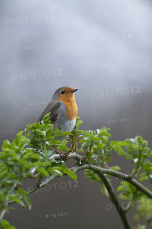 European robin (Erithacus rubecula) on curved branch with freshly sprouted green leaves in spring, looking to the right, background light blurred, Rombergpark, Dortmund, Ruhr area, Germany, Europe