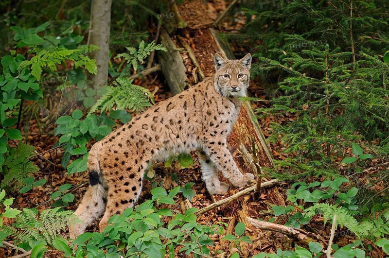 Eurasian lynx (Lynx lynx) s in autumn forest, Bavarian Forest National Park