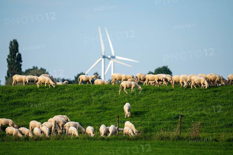 Flock of sheep on a Rhine dyke, left bank of the Rhine, near Emmerich, wind farm, Lower Rhine, North Rhine-Westphalia, Germany, Europe