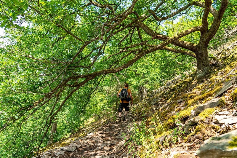 The Knorreichenstieg, part of the Urwaldsteig Edersee hiking trail, in the Kellerwald-Edersee National Park, in Hesse, Germany, Europe