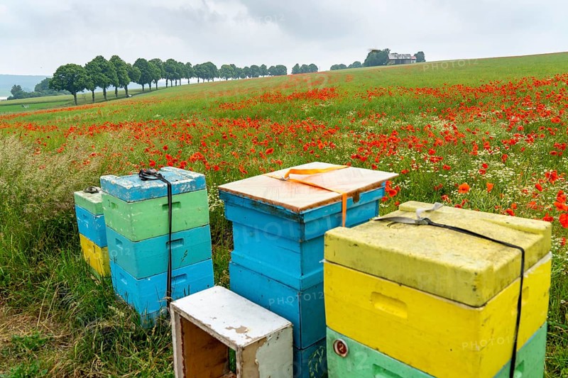 Beehives, beekeeping in a cornfield with blooming poppies, near Warstein, Sauerland, North Rhine-Westphalia, Germany, Europe