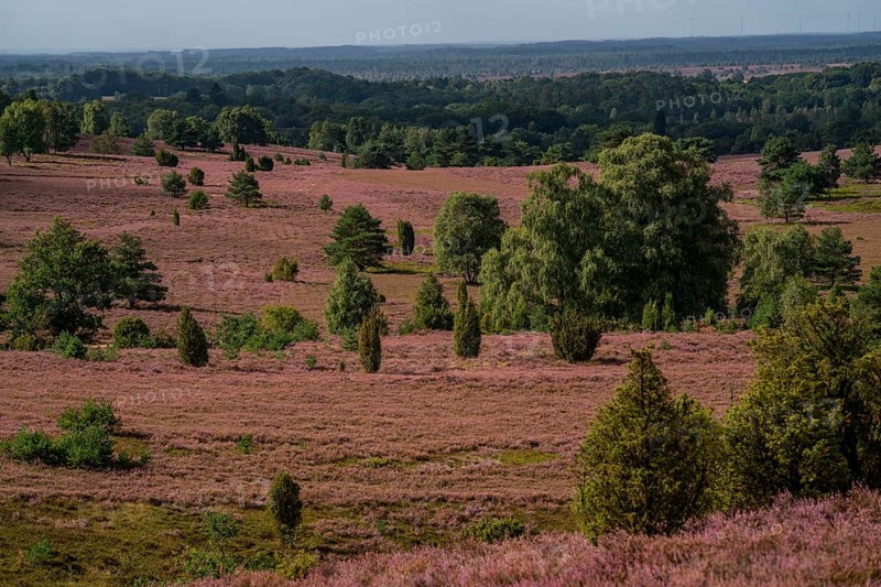 Flowering heath, heather and juniper bushes, near Wilseder Berg, in the Lüneburg Heath nature reserve, Lower Saxony, Germany, Europe