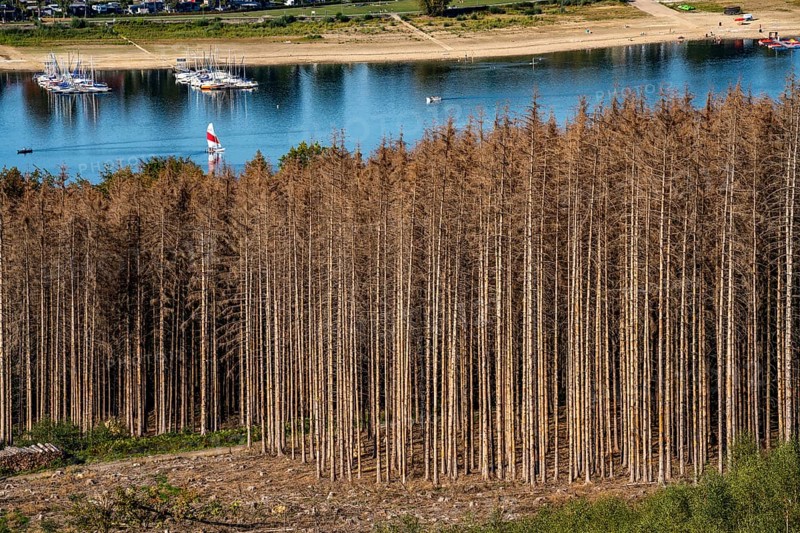 Forest dieback in the Arnsberg Forest, northern Sauerland, dead spruce trees, partly cleared forest, at Lake Möhnesee, North Rhine-Westphalia, Germany, Europe