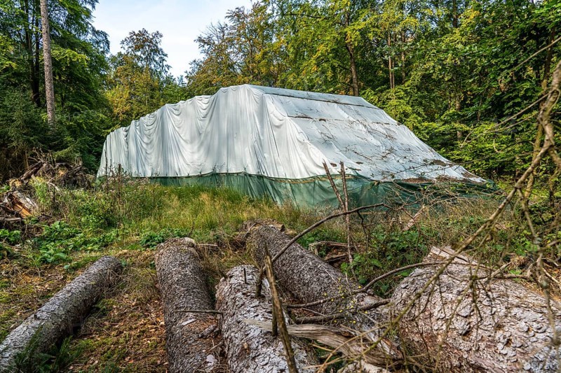 Trees are wrapped in foil, experiment of the Arnsberg Forest Training and Experimental Forestry Office, to make the spruce wood pest-free, without chemicals, so that it can be used as construction timber after 2 years, Sauerland, North Rhine-Westphalia, Germany, Europe