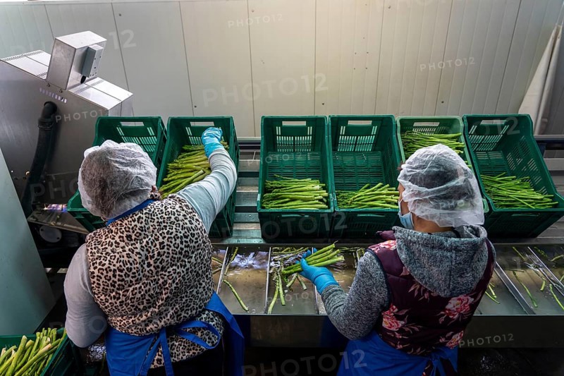 Asparagus farm, green asparagus is washed, cut and sorted by quality after harvesting, near Dormagen, Rhineland, North Rhine-Westphalia, Germany, Europe