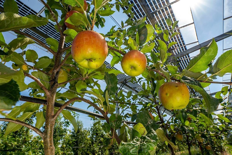 Agri-photovoltaic test plant, an apple tree plantation with two different systems of PV modules was roofed over 3000 square metres, rain and sunlight comes through, at the same time protection against hail and heavy rain, next to it are the same trees but without a solar roof, as a comparison object, how the PV roof affects the trees and harvest, the field test is accompanied by the Fraunhofer Institute for Solar Energy Systems ISE, in Grafschaft-Gelsdorf, Rhineland-Palatinate, Germany, Europe