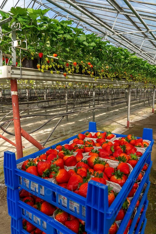 Freshly harvested strawberries, packed in boxes and crates for the consumer, strawberry cultivation in the greenhouse, young strawberry plants grow up, in different stages of ripeness are individually watered by drip irrigation and supplied with nutrients, they grow in a substrate culture in raised beds, near Dormagen, Rhineland, North Rhine-Westphalia, Germany, Europe