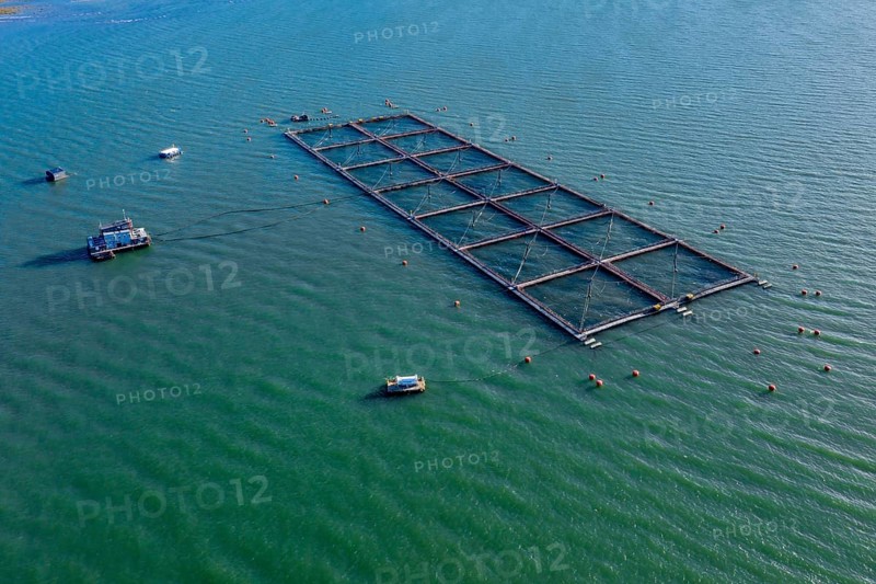 Aerial view of salmon farm in the Reloncavi fjord southeast of Puerto Montt, Chile, South America