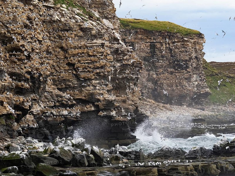 Black-legged kittiwake (Rissa tridactyla), breeding colony, on coastal cliffs of Arctic Ocean, May, Varanger Fjord, Norway, Europe
