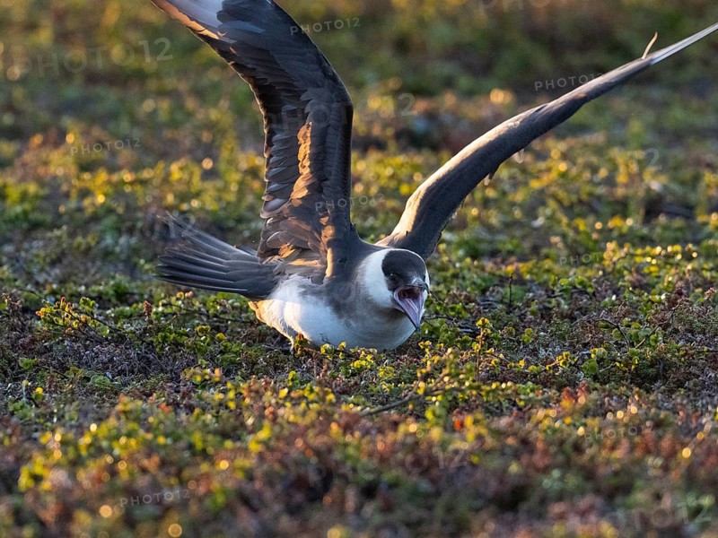 Arctic Skua (Stercorarius parasiticus), adult breeding bird feigning injury, broken wing act, to lure predator away from its nest, at midnight, May, Varangerfjord, Norway, Europe