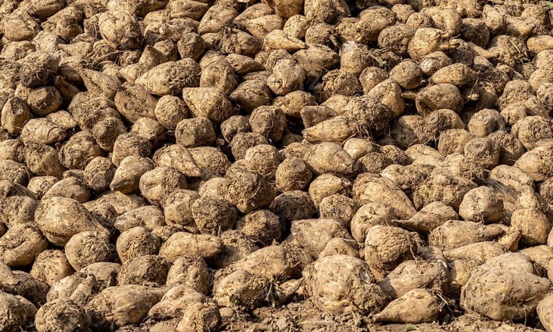 Agriculture, sugar beets are stacked at the edge of the field after harvesting, beet pile, intermediate storage in front of transport to the sugar factory, near Grevenbroich, North Rhine-Westphalia, Germany, Europe