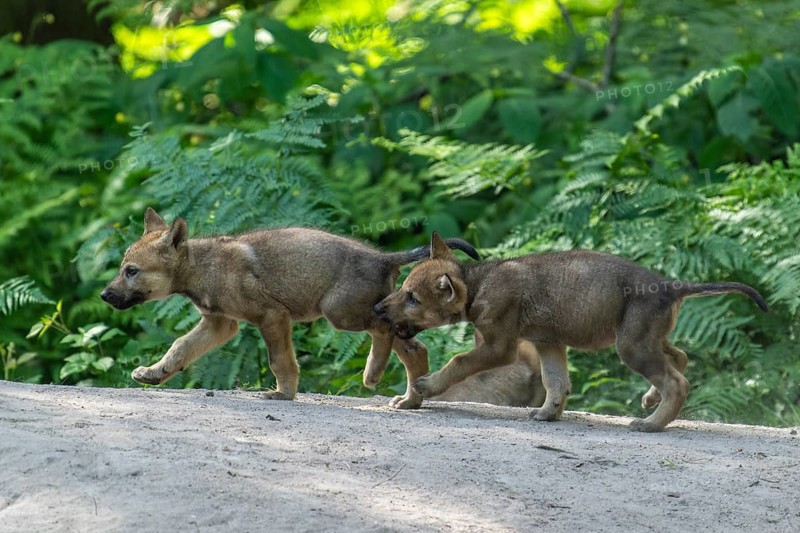 Two puppies running in the forest and happily exploring their surroundings, European gray wolf (Canis lupus), Germany, Europe