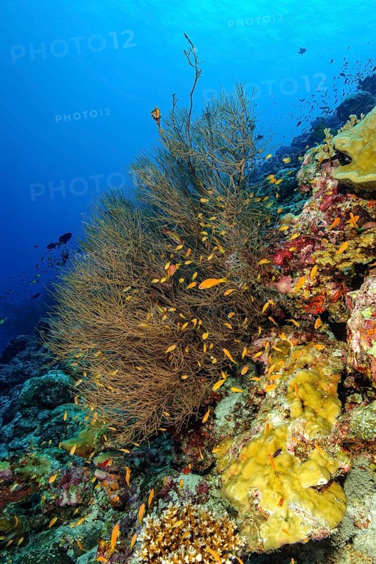 Black coral (Myriopathes myriophylla) Dried coral, horn coral, Pacific, Indian Ocean, Maldives, Asia