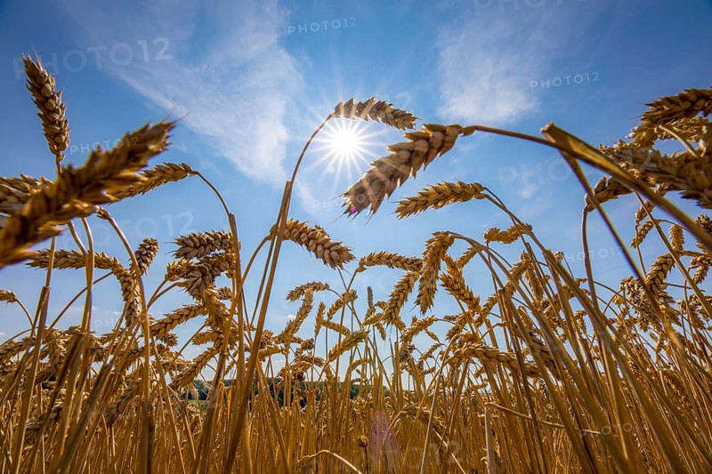 Wheat field, dried up and only low grown, due to the summer drought, drought, in East Westphalia Lippe, North Rhine-Westphalia, summer 2018