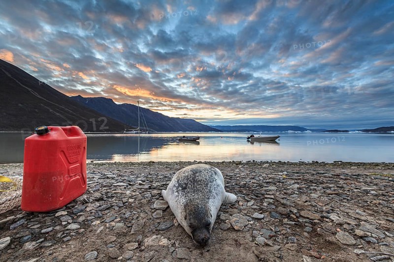 Seal killed by Inuit hunters lying on the shore of a fjord, mountains, Scoresby Sound, East Greenland, Greenland, North America