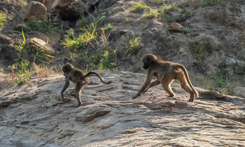 Chacma baboons (Papio ursinus), two cubs chasing each other over the rocks, Kruger National Park, South Africa, Africa