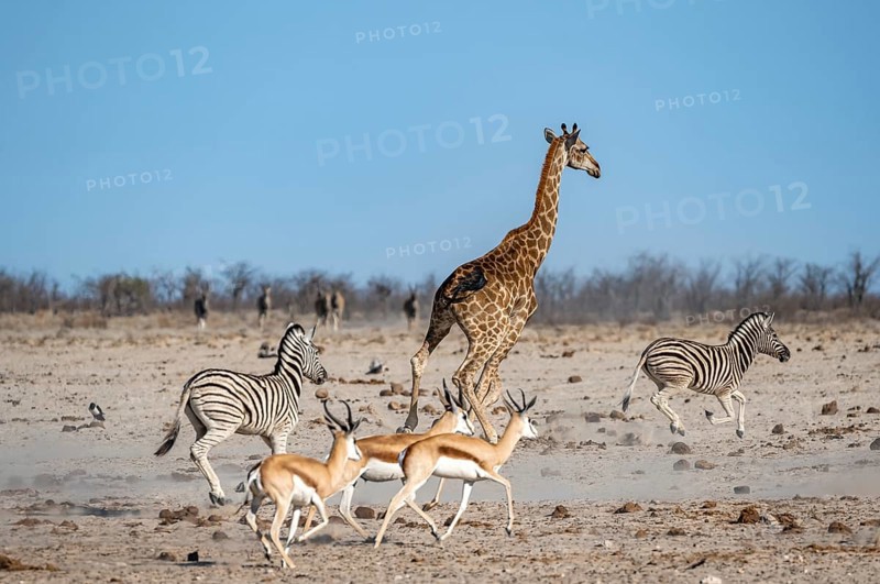 Group of animals fleeing, running away in fright, springboks (Antidorcas marsupialis), plains zebras (Equus quagga) and an angolan giraffe (Giraffa giraffa angolensis), Etosha National Park, Namibia, Africa