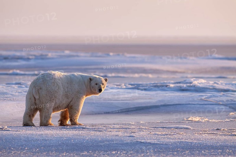 Polar bear (Ursus maritimus), standing in the snow, evening light, pack ice, Kaktovik, Arctic National Wildlife Refuge, Alaska, USA, North America