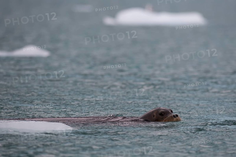 Bearded seal (Erignathus barbatus), Arctic Ocean, Spitsbergen Island, Svalbard and Jan Mayen archipelago, Norway, Europe