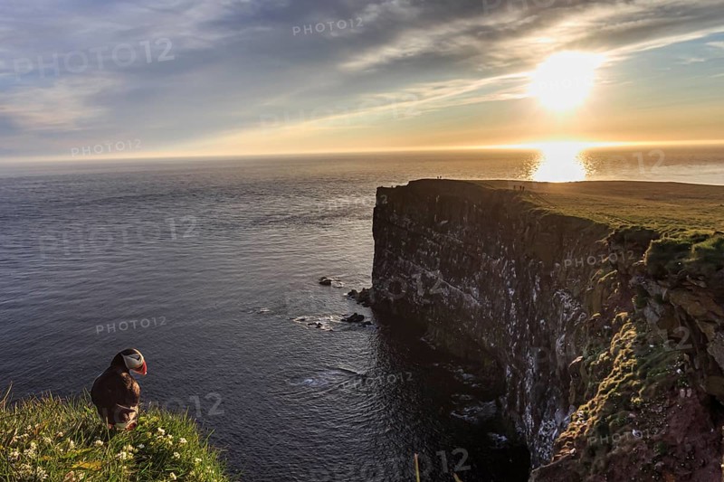 Puffin (Fratercula arctica) sitting in the grass on a cliff by the sea, evening light, midnight sun, bird cliffs, bird colony, summer, Latrabjarg, Westfjords, Iceland, Europe