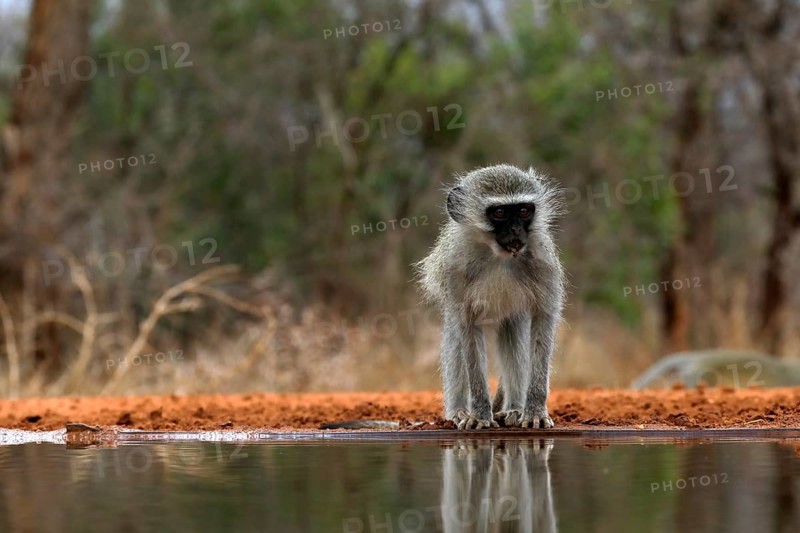 Vervet Monkey (Chlorocebus pygerythrus), adult, drinking, at the water, Kruger National Park, Kruger National Park, Kruger National Park South Africa