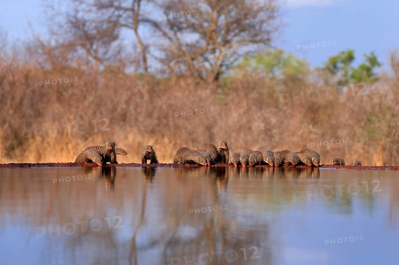 Zebra mongoose (Mungos mungo), adult, group, at the water, drinking, Kruger National Park, Kruger National Park, Kruger National Park South Africa