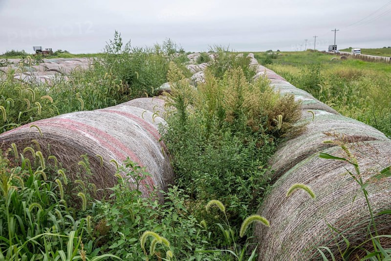 Tina, Missouri - Weeds growing among hay bales in a farm field.