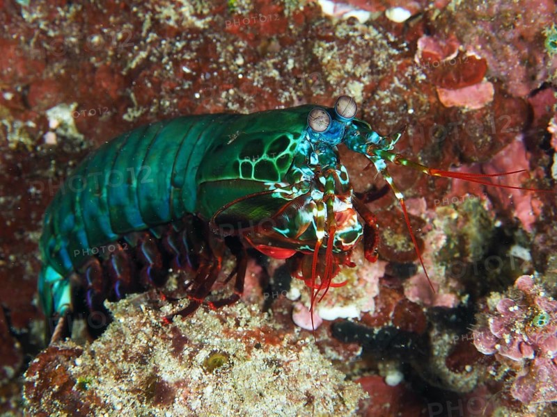 Green-red mantis shrimp, clown mantis shrimp (Odontodactylus scyllarus) in vivid colours, on coral substrate, dive site SD, Nusa Ceningan, Nusa Penida, Bali, Indonesia, Asia