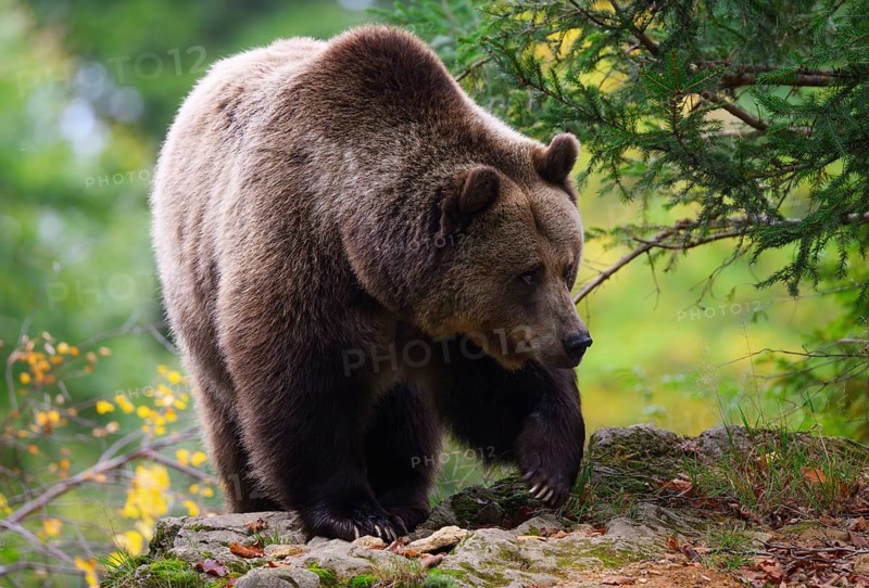 Brown bear (Ursus arctos) running over a rock, captive, Neuschönau enclosure, Bavarian Forest National Park, Bavaria, Germany, Europe