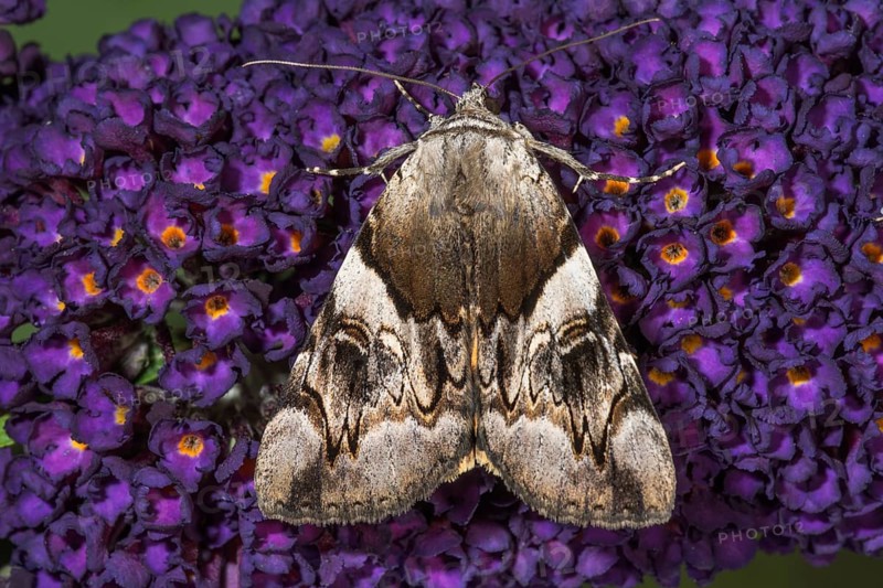 Moth yellow bands underwing (Catocala fulminea) resting on butterfly bush (Buddleja) spreads a quiet nature scene, Baden-Württemberg, Germany, Europe