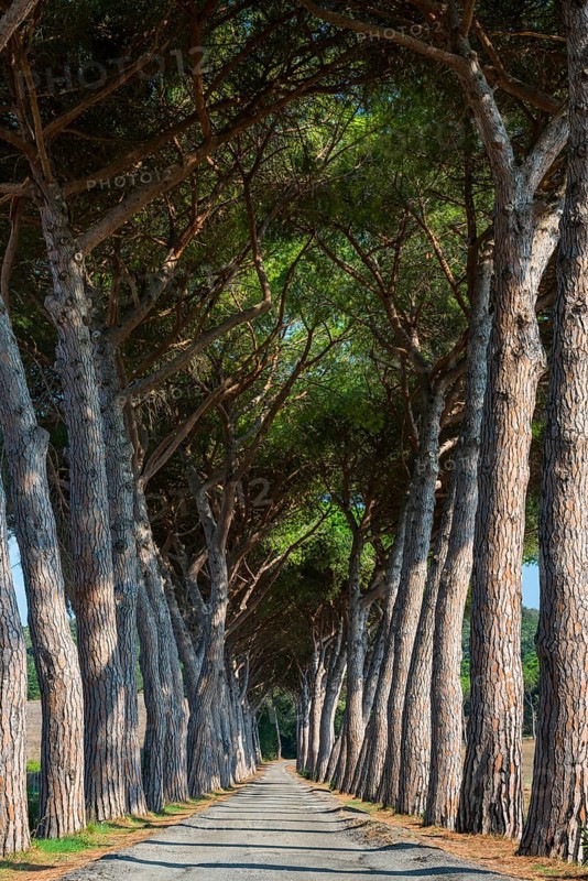 Pine avenue, road, path, avenue, pine tree (Pinus pinea), empty, nobody, idyllic, idyllic, travel, tourism, landscape, Suvereto, Italy, Europe