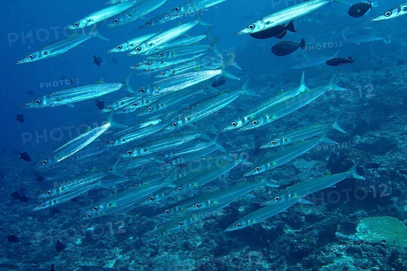 School of fish, bigeye barracuda (Sphyraena forsteri), moving through the blue water of the sea, dive site Toyapakeh, Nusa Ceningan, Nusa Penida, Bali, Indonesia, Asia