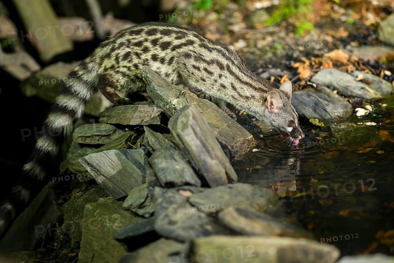 Common genet (Genetta genetta) at the shore of a lake, wildlife in a forest, Montseny National Park, Catalonia, Spain, Europe