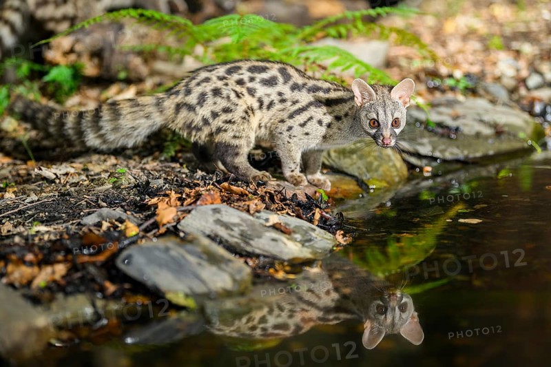 Young Common genet (Genetta genetta) at the shore of a lake, wildlife in a forest, Montseny National Park, Catalonia, Spain, Europe