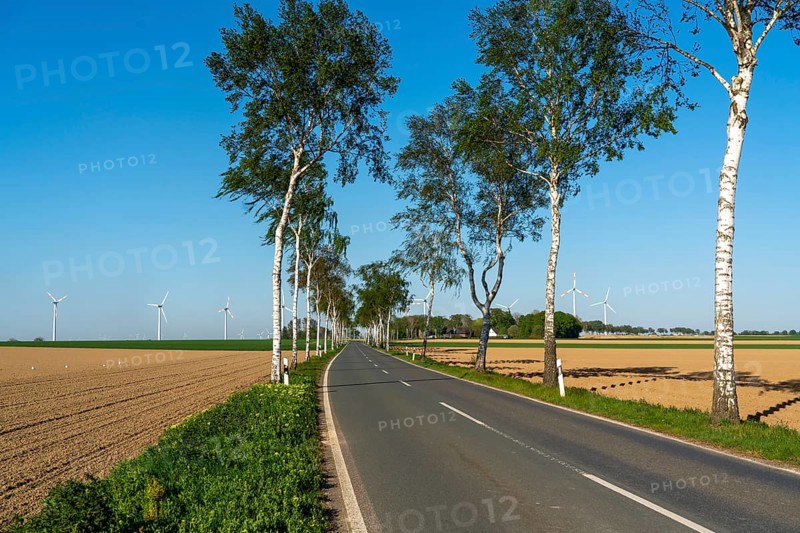 Birch avenue, country road, near the village of Katzem, Heinsberg district, wind farm, North Rhine-Westphalia, Germany, Europe