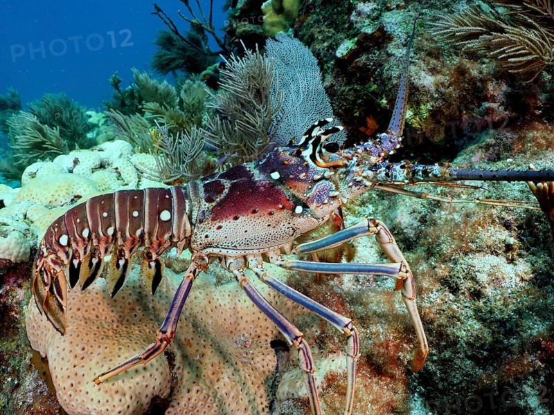 Close-up of a caribbean spiny crayfish (Panulirus argus) surrounded by corals in the reef. Dive site John Pennekamp Coral Reef State Park, Key Largo, Florida Keys, Florida, USA, North America