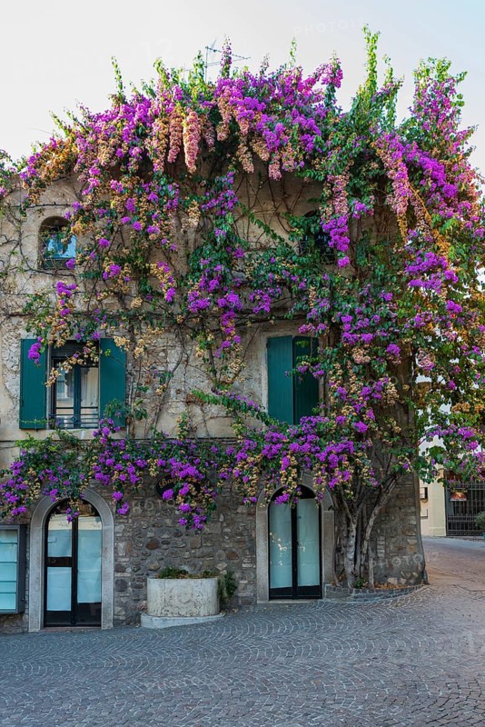 House facade with colourful Bougainville flowers, house, old town, architecture, city trip, tourism, Sirmione, Italy, Europe