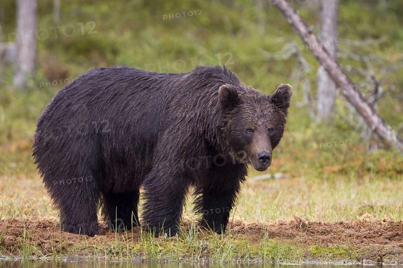 Brown bear, (Ursus arctos), male in a bog, Finland, Finland, Europe