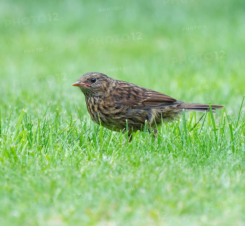 Dunnock (Prunella modularis), young bird foraging on a lawn, Lower Saxony, Germany, Europe
