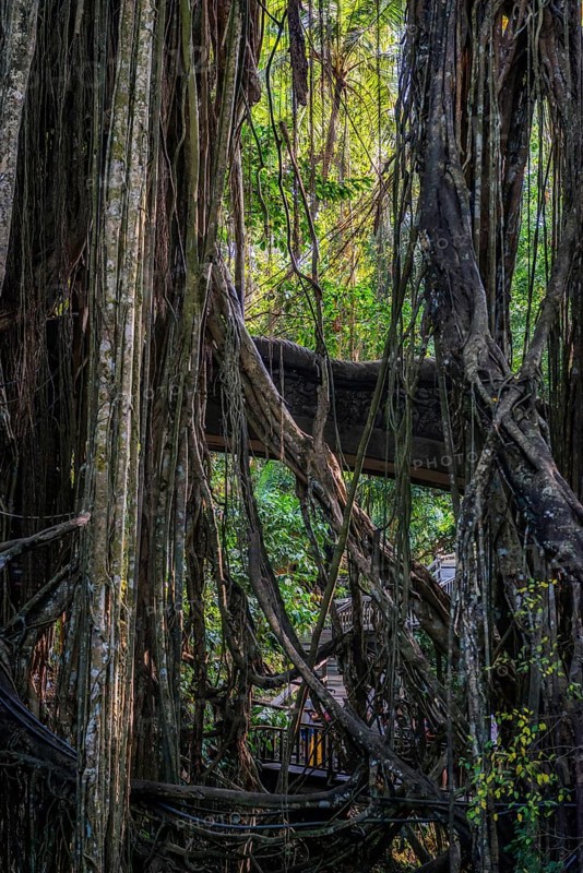 Bridge in the jungle, lianas in the jungle, Sacred monkey forest, Ubud, Bali, Indonesia, Asia