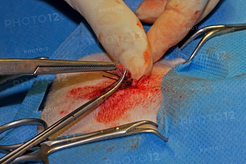 Vet, castration of a dog, male dog, suturing the wound after the operation