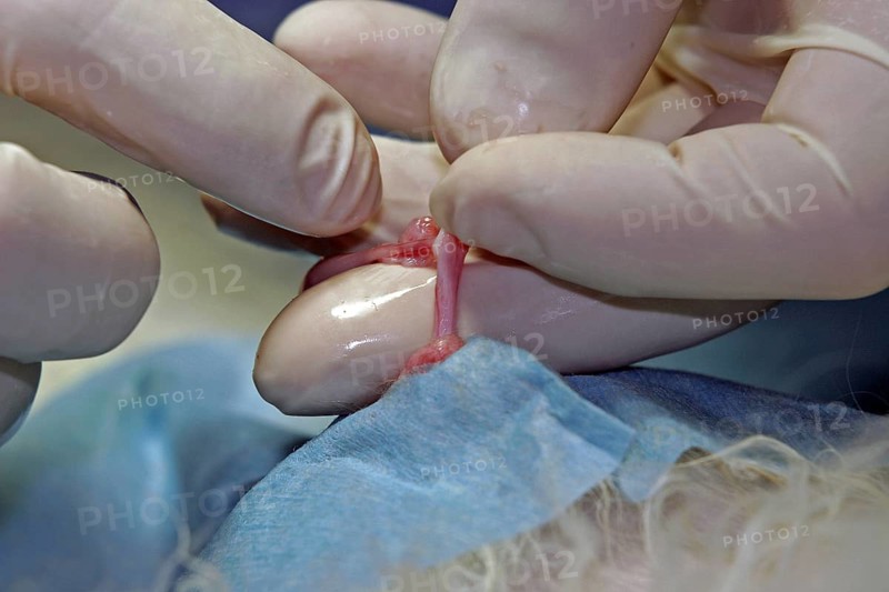 Castration of a tomcat, removal of the testicle, vet