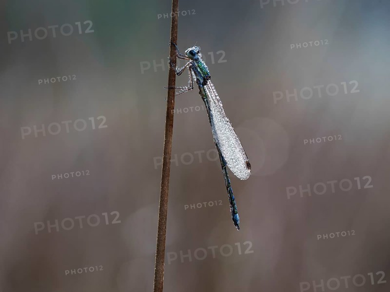 Emerald Damselfly (Lestes sponsa) sits on a rush stalk, the first rays of sunlight dry the wings, which are wetted by the morning dew, North Rhine-Westphalia, Germany, Europe