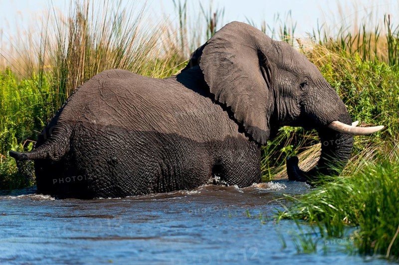 Elephant (Loxodonta africana), on the run, fear, danger, running, river, dangerous, wild animal, poacher, hunting, running away, in the Moanachira River in Moremi National Park in Botswana